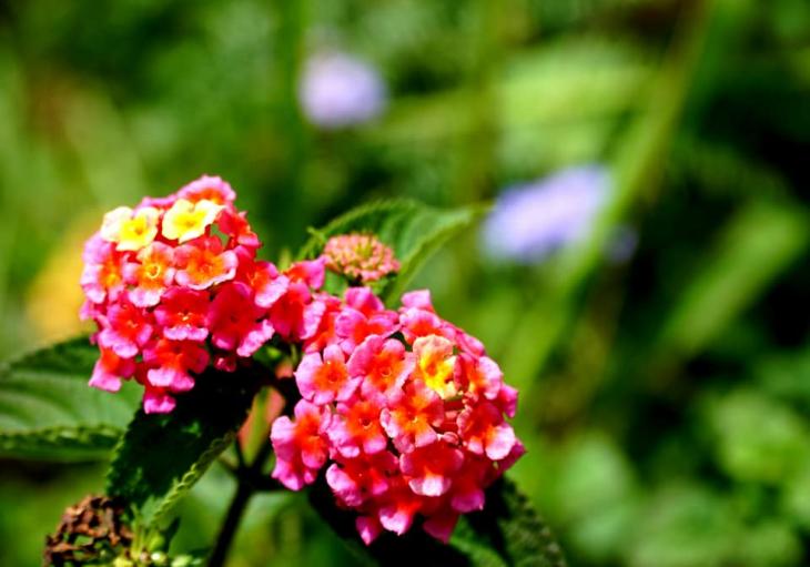 Lantanas when camping hiking trekking in Da Lat 
